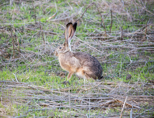 Camo Black-tailed Jackrabbit. Santa Clara County, California, USA.