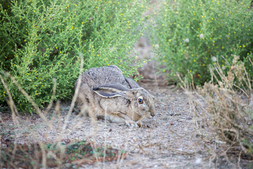 Black-tailed Jackrabbit (Lepus californicus), also known as American desert hare, hiding.