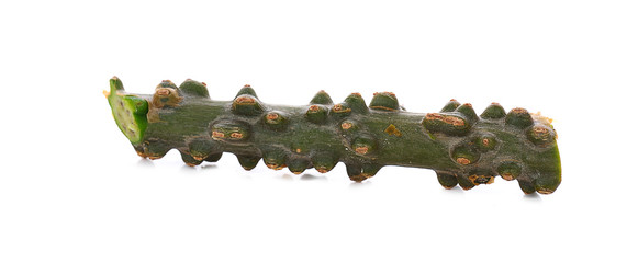 Tinospora cordifolia herb