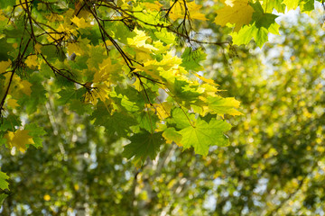 Fall Maple Leaves on Branches
