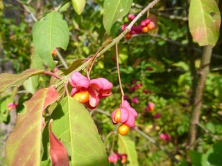red and yellow wild bush in blossom