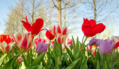 Glück, Lebensfreude, Frühlingserwachen, Leben: Buntes, duftendes Blumenfeld im Frühling :)