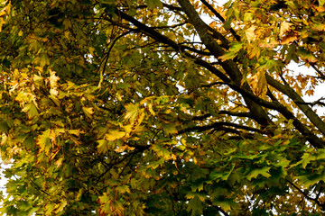 Obraz premium Fall Maple Leaves on Branches