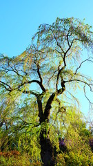 Tall tree in early spring with bright green young leaves