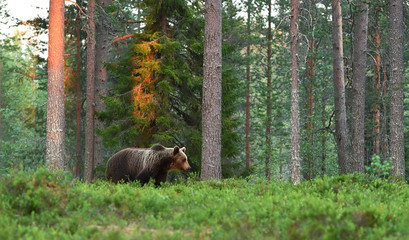 Obraz premium brown bear, forest landscape, sunset, wild taiga