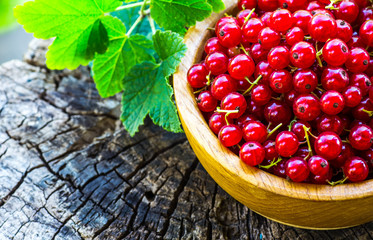 Red currant on a plate on background of green garden.