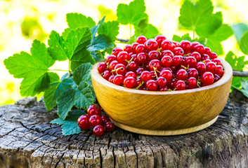 Red currant on a plate on background of green garden.