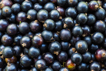 Black currants in a bowl