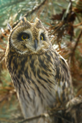 Asio otus - Long eared Owl