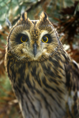 Asio otus - Long eared Owl