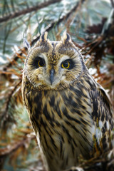 Asio otus - Long eared Owl