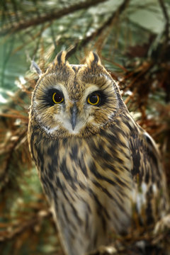 Asio otus - Long eared Owl