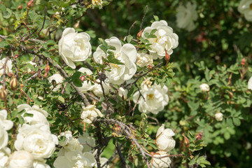 Obraz na płótnie Canvas Summer White Roses
