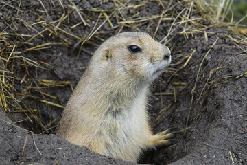 Black-tailed prairie dog (Cynomys ludovicianus)