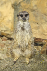 merkat suricata sitting and watching some predator