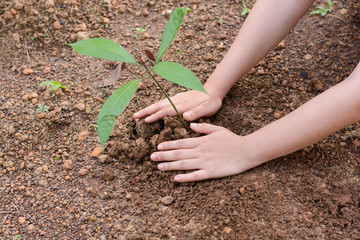Woman hands planting the young tree
