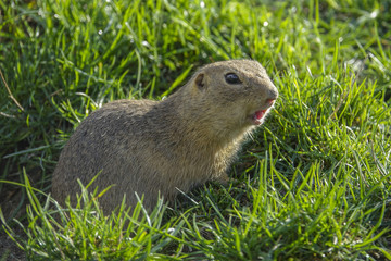 Naklejka na ściany i meble ground squirrel on a meadow
