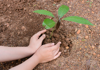 Woman hands planting the young tree