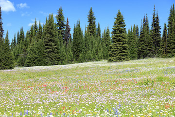 Fototapeta premium Flowers meadows Wells gray provincial Park