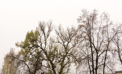 Trees in Autumn Park