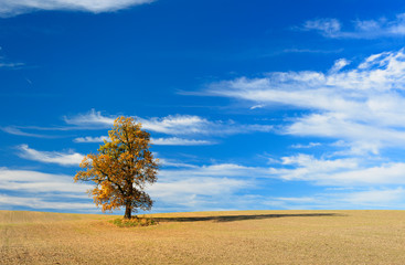 Oak Tree in Plowed Field under blue sky, full autumn colour