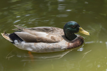 Obraz premium Image of male mallard ducks (Anas platyrhynchos) floating on the