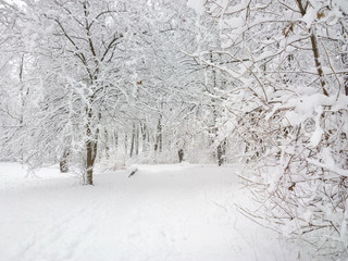 Winter in birch forest. 