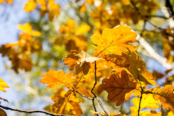 Fototapeta na wymiar Yellow Oak Leaves