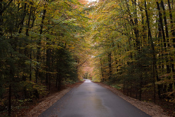 Naklejka premium Forest road