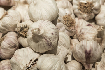 Common Garlic, Allium ,Garlic, Allium sativum L.