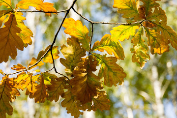 Yellow Oak Leaves