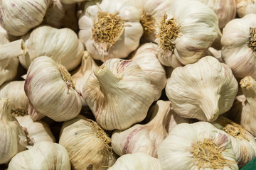 Common Garlic, Allium ,Garlic, Allium sativum L.