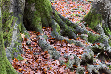 close up of tree roots