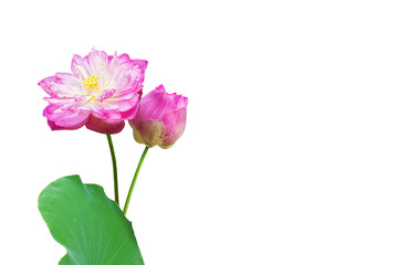 pink water lily flower (lotus) isolated on white background