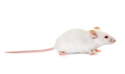 white mouse in studio © cynoclub