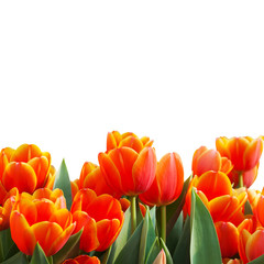 Tulip. Beautiful bouquet of tulips. colorful tulips. tulips in s