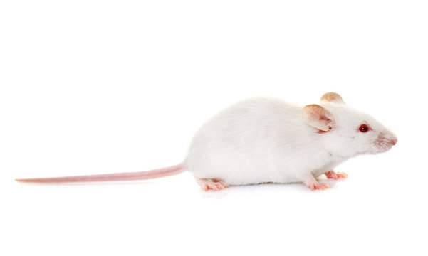 white mouse in studio