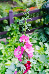 Hollyhock flower with wooden fence background.