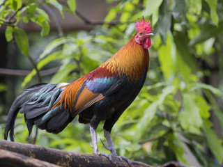 Fototapeta premium Image of a cock on nature background