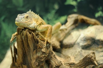 iguana