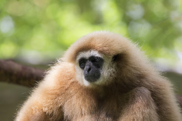 Image of a gibbon on nature background.
