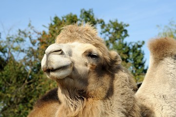 Fototapeta premium camel