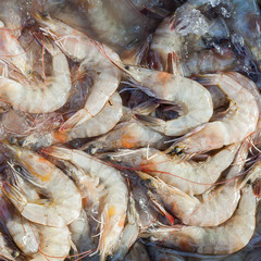 White shrimps chilled on ice in the market