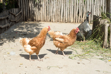 Rooster and chickens pecking grain in the poultry yard.