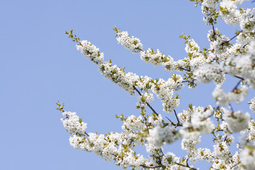 Kirschblüten