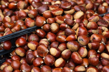 Castagne fresche