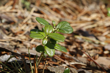 First grass in a forest