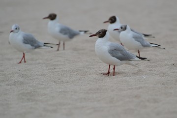 Fototapeta na wymiar Seagulls