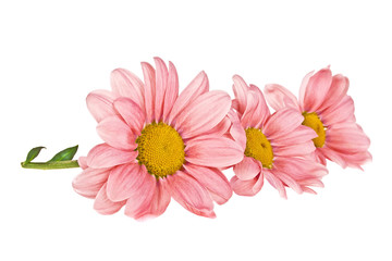 Red chrysanthemum flower isolated on white background