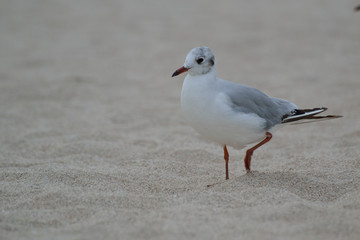 Obraz premium Seagull